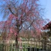 2017年4月私の大好きな池田城の紅しだれ桜の写真で作成