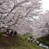 2017年川崎市多摩区近辺の桜