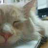 ももちゃんの秘密