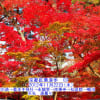 京都紅葉漫歩　03
