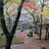 苔寺の名で親しまれているように苔の美しい庭があるお寺   kasuga