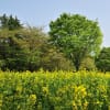 昭和記念公園の花　13.4.16