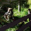 クマに会いたくて