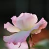 薔薇と花菖蒲