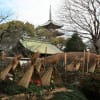 上野東照宮の冬牡丹
