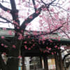 寒緋桜=荏原神社=2016.1.23