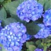 紫陽花シリーズ(まだ少ないよ)