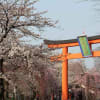 2012年平野神社の桜