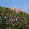 第24回 花のまわりみち ー八重桜イン広島ー