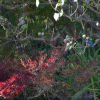 12月4日（金）晴、三溪園モミジ、イチョウの紅葉は如何かな、良い所撮りで見て観よう。