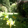 Budderia, Bee- My garden