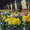 川口グリーンセンターで菊花展が始まる、搬入。