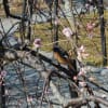 長岡天満宮の梅と可愛い野鳥たち