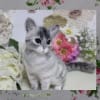 ちび猫ちゃん♪生まれました～