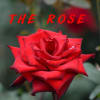 「THE ROSE」 For You