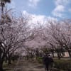 徳島市花見さんぽ