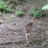 鹿を見ました（京都一周トレイル　北山コース）