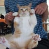 最近のなな（猫）