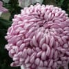 菊（2007年１１月３日　国華園）