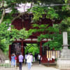 本土寺の紫陽花 と 古民家カフェ 雨讀