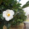 秋の花と牧場