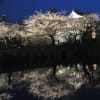 桜写景　那の津　舞鶴公園の桜（福岡）