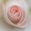 ♡Blooming Roses♡バラが咲いた～2018年春