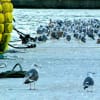 港のウミネコ・オオセグロカモメH24.11.16（金）