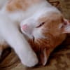 ぴょん吉の昼寝2008年