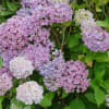 青裸々日記 　2011年6月の写真