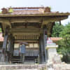 玉蔵寺のコウヤマキ