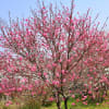 いこいの村はりま（桜と水仙）