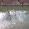 (2016/2月)近所の川のカルガモさん