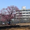 さくら・モクレン狩り 神奈川県鎌倉市 日比谷花壇大船フラワーセンター(7)ヒメリュウキンカ:姫立金花