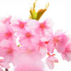 ３月　実籾本郷自然公園の花　その２