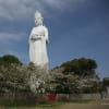 房総半島の花見