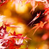 初冬の嵐山 紅葉のなごりを求めて。。