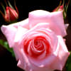 ことしも艶やかに香しくそして高貴に咲いた薔薇の花にうっとり。