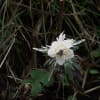 伊吹野の花