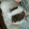 成田ゆめ牧場