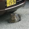 阪急小林駅近くの桜ネコたち