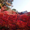 京都　東福寺　2018年11月27日