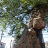さいたま市、調神社　2　異様な樹形のケヤキの巨樹。　18