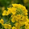 浜離宮恩賜公園　１（菜の花）