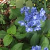我が家の紫陽花たち