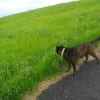 甲斐犬パト