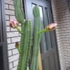 23年8月9日サボテンの花