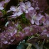 桜の季節…ワクワク