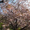 八重桜がとても綺麗です・・・花の重みで下向きに咲いて～