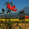 富士山と田園風景。米穀の収穫で農家は豊作を期待し今が繁忙時期